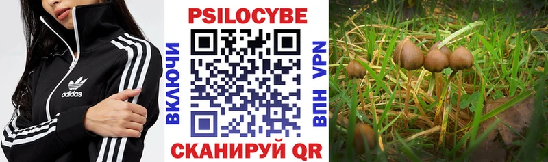 Псилоцибиновые грибы Psilocybine cubensis Вологда